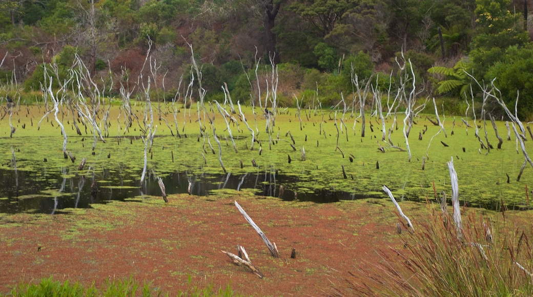 Kai Iwi Lakes que incluye humedales