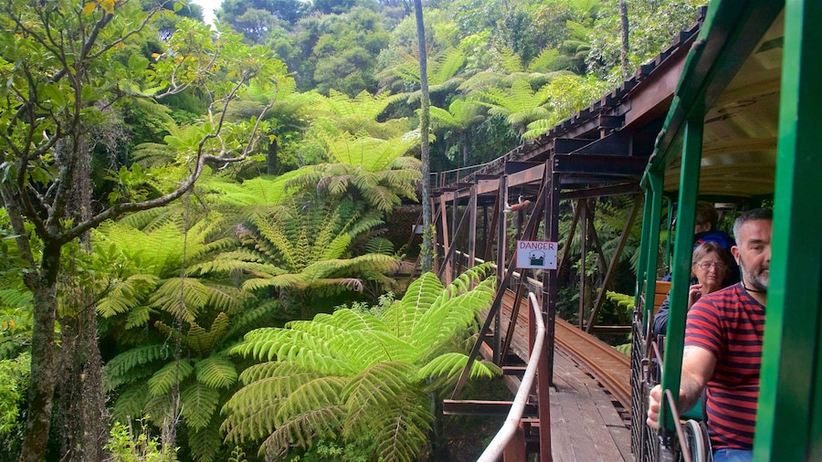 Driving Creek Railway