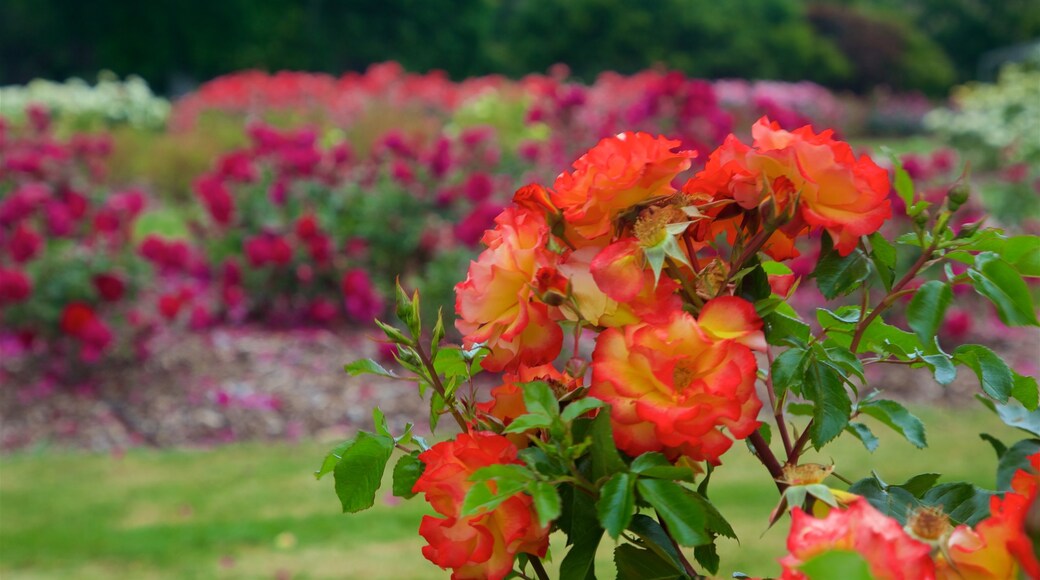 Hastings ofreciendo flores silvestres