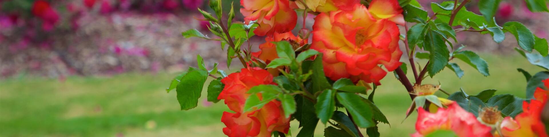 Hastings which includes wild flowers