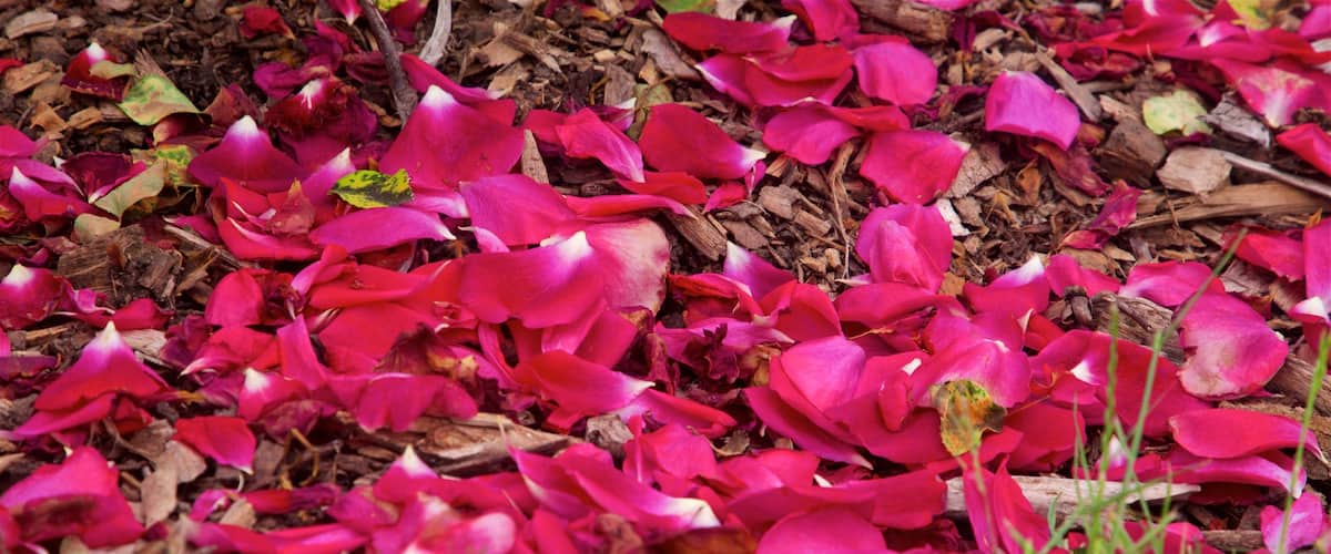 Hastings showing flowers