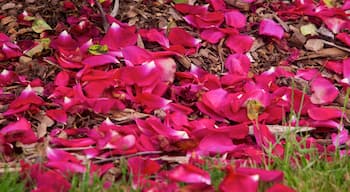 Hastings showing flowers