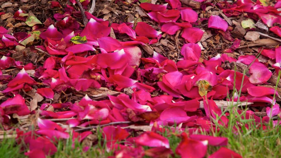 Hastings que incluye flores