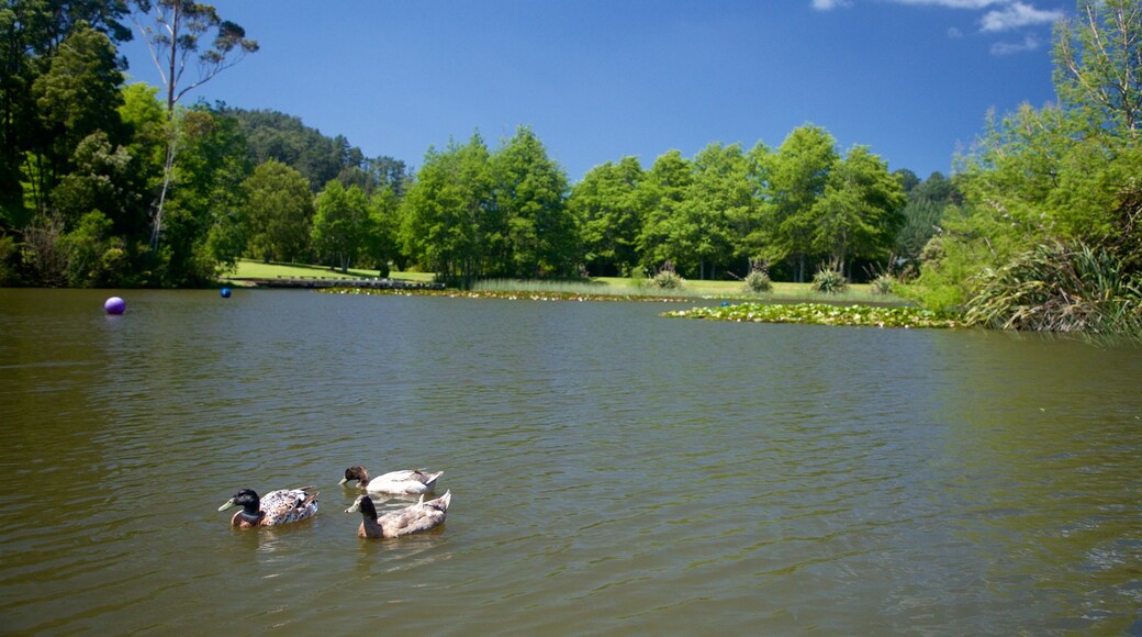 Waihi que incluye aves y un lago o espejo de agua