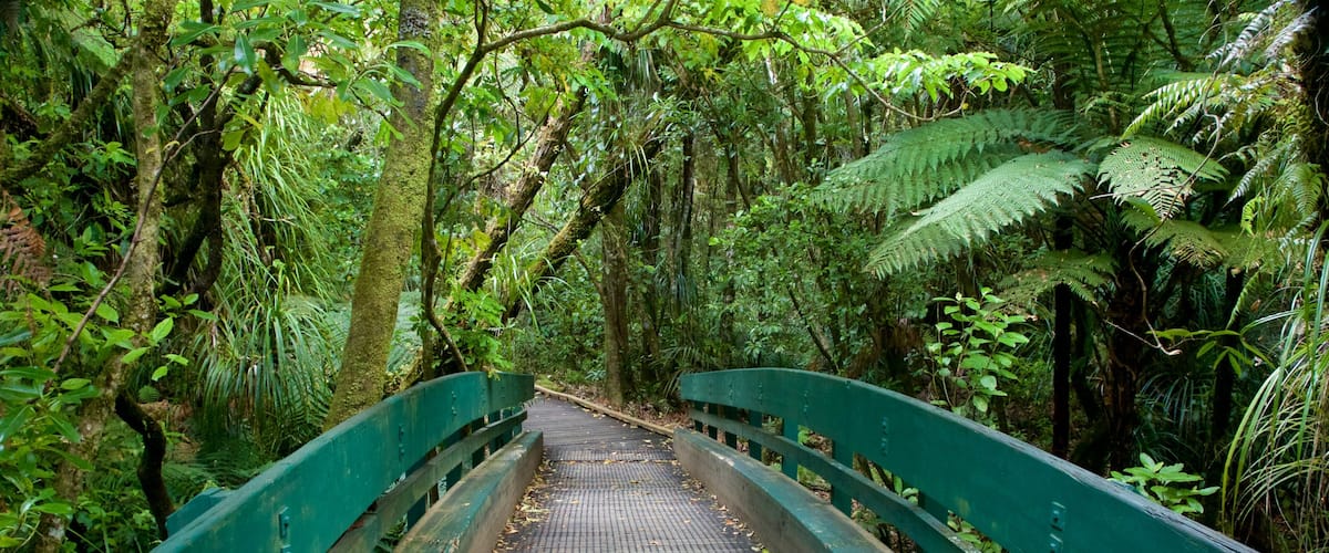 Tane Mahuta featuring a bridge and forests