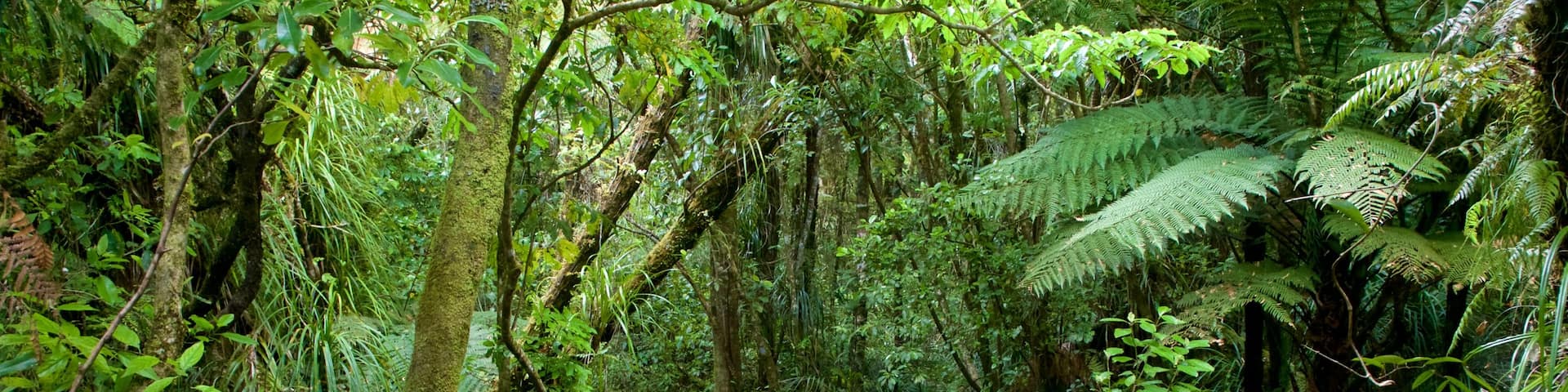 Tane Mahuta featuring a bridge and forests
