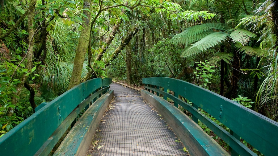 Tane Mahuta inclusief bos en een brug