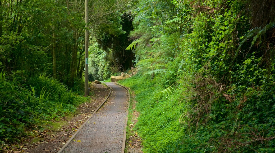 Hauraki Rail Trail - Day Rides che include foresta