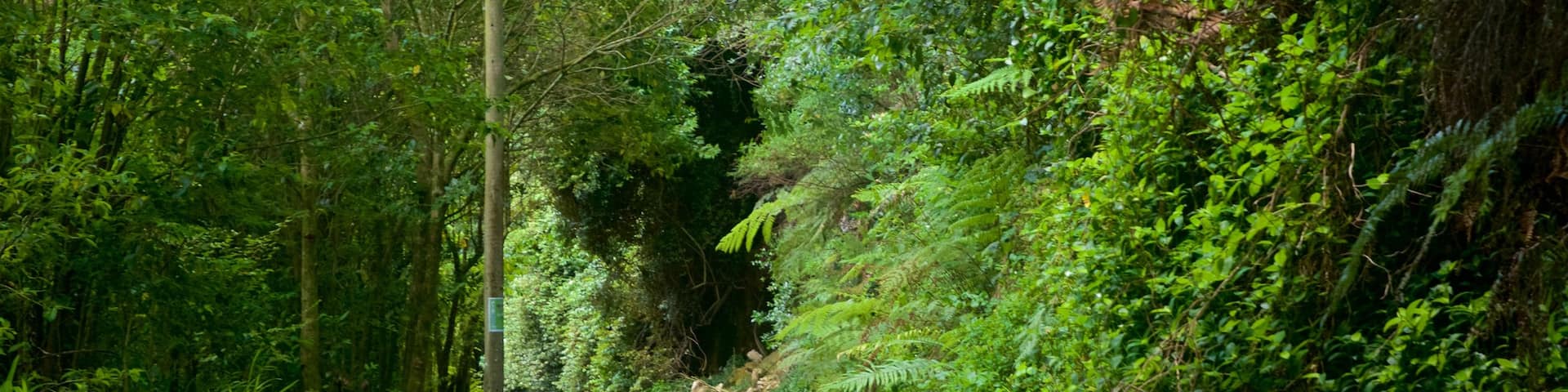 Hauraki Rail Trail - Day Rides qui includes forêts