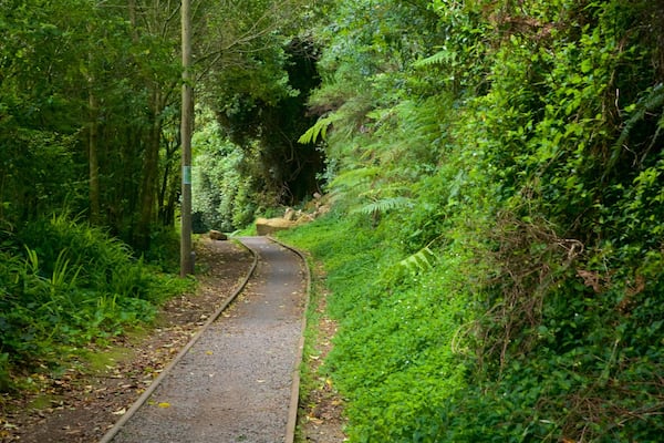 Hauraki Rail Trail - Day Rides which includes forests