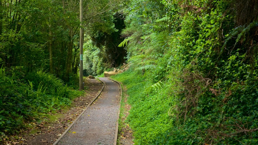 Hauraki Rail Trail - Day Rides som omfatter skove