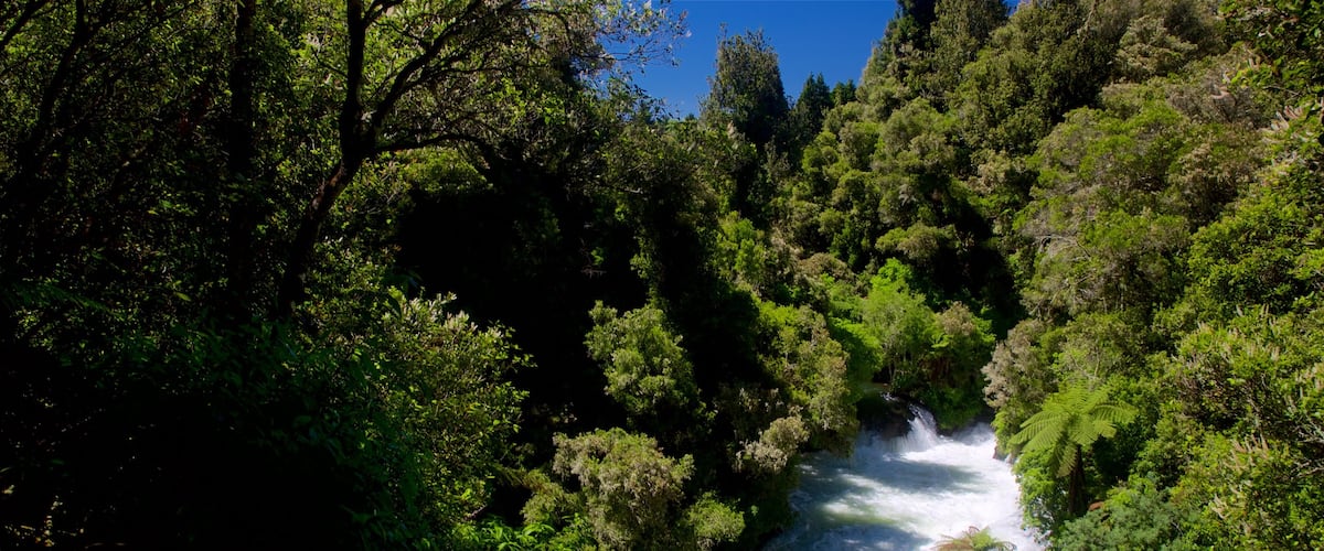 Okere Falls Scenic Reserve featuring rapids, a river or creek and forests