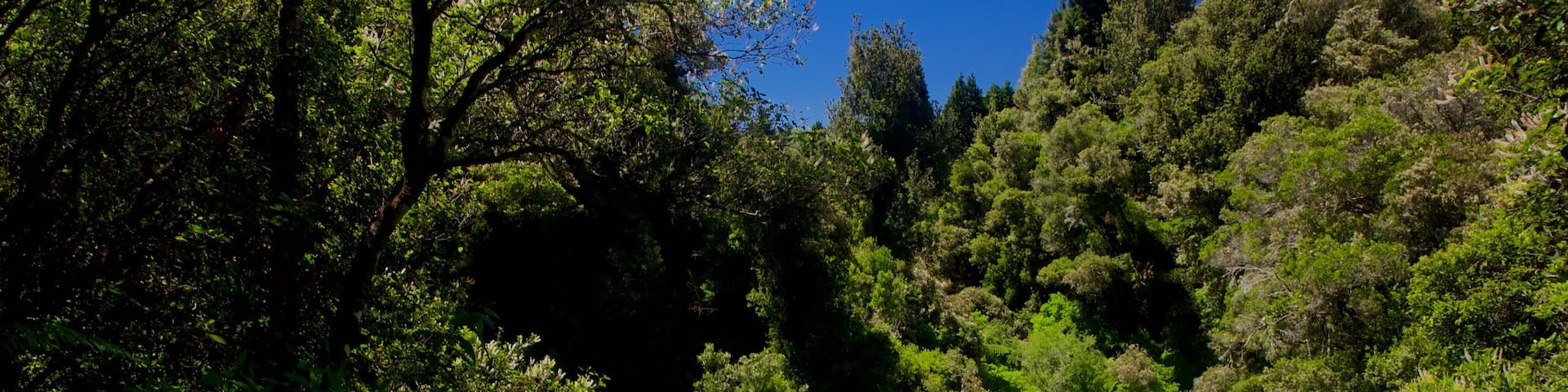 Okere Falls Scenic Reserve featuring rapids, a river or creek and forests