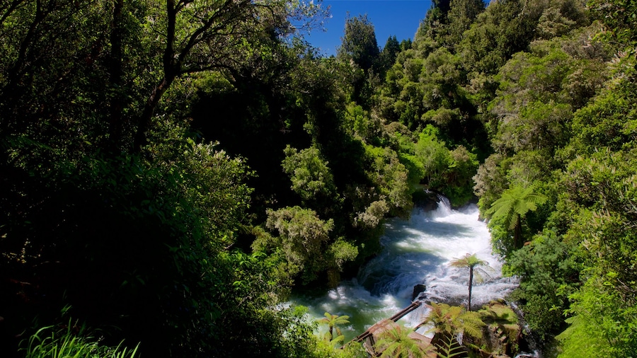 Okere Falls Scenic Reserve ofreciendo rápidos, un río o arroyo y paisajes forestales