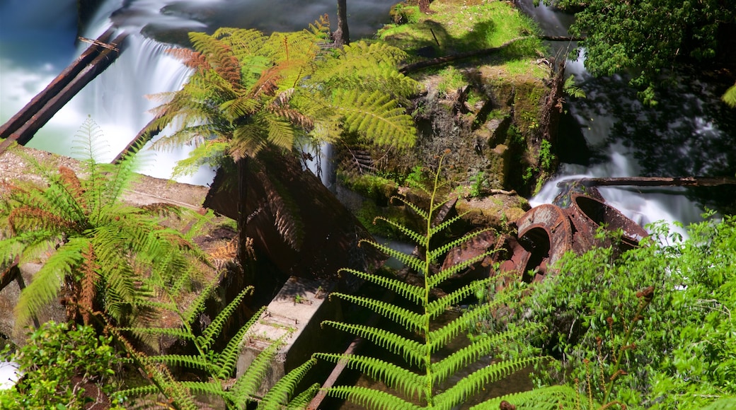 Okere Falls Scenic Reserve showing a river or creek and forests