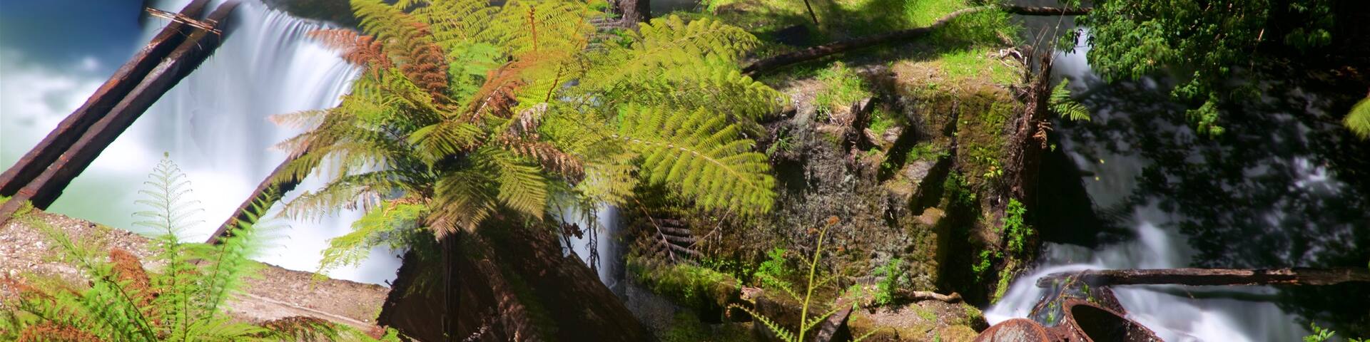 Okere Falls Scenic Reserve which includes a river or creek and forest scenes