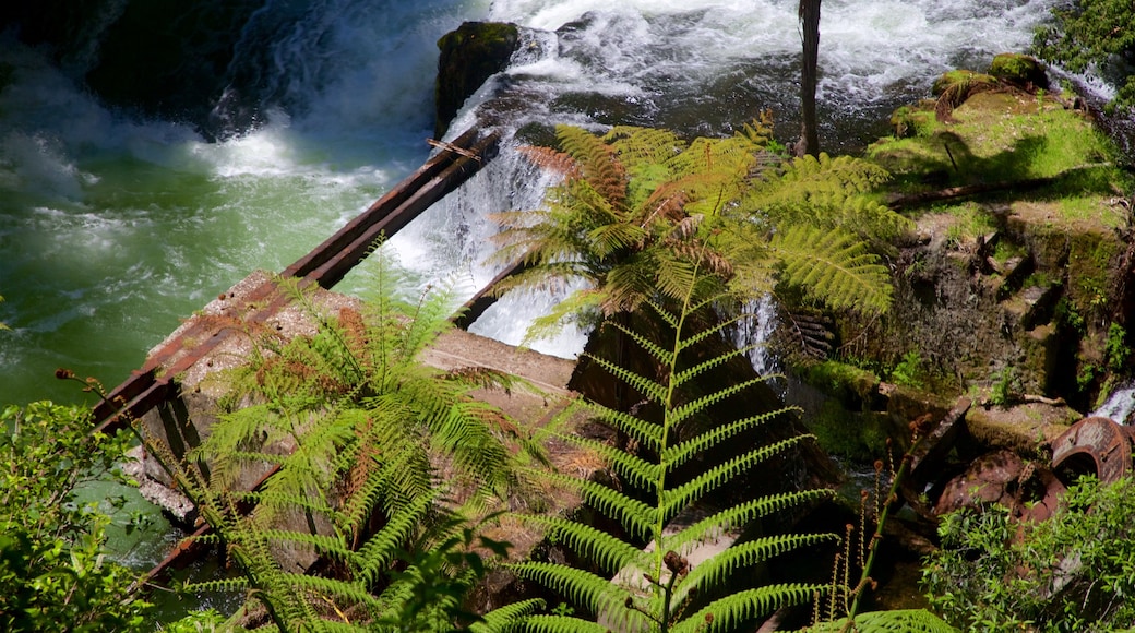 Okere Falls Scenic Reserve , Rotorua, Nueva Zelanda ofreciendo rápidos, bosques y un río o arroyo