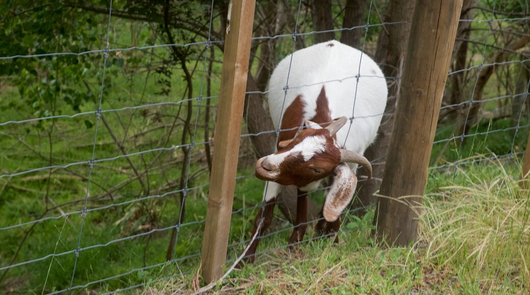 泰瑪塔峰 设有 陸上動物 和 農地