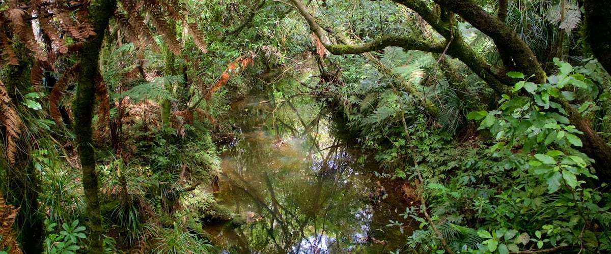 Tane Mahuta which includes a river or creek and forest scenes