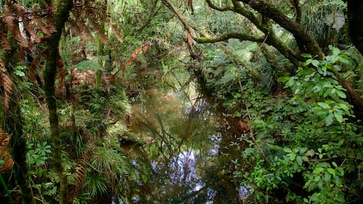 Tane Mahuta showing a river or creek and forest scenes