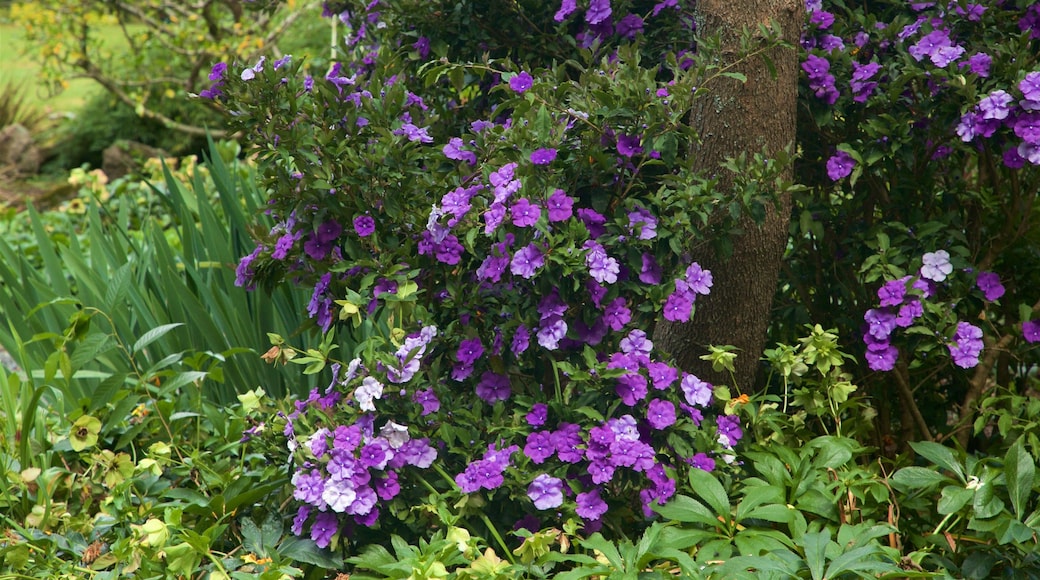 Botanica & Cafler Park featuring wild flowers