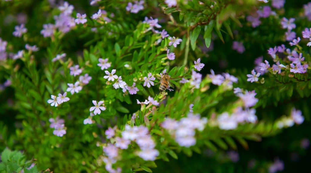 Botanica & Cafler Park che include fiori di campo