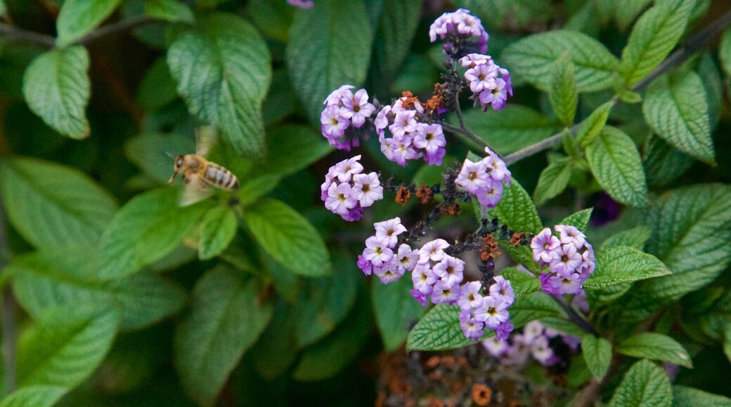 Botanica & Cafler Park showing wild flowers and animals