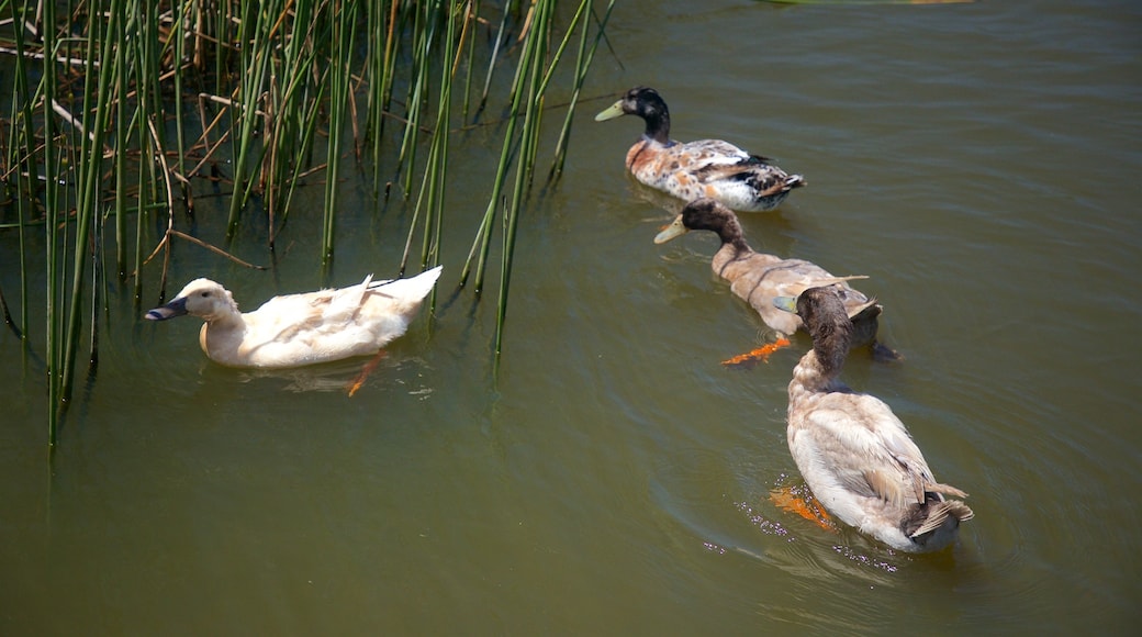 Waihi featuring bird life and a pond