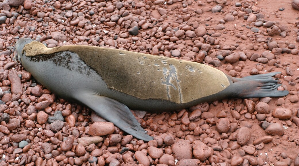 Isla Rábida turismo: Qué visitar en Isla Rábida, Islas Galápagos, 2023 ...