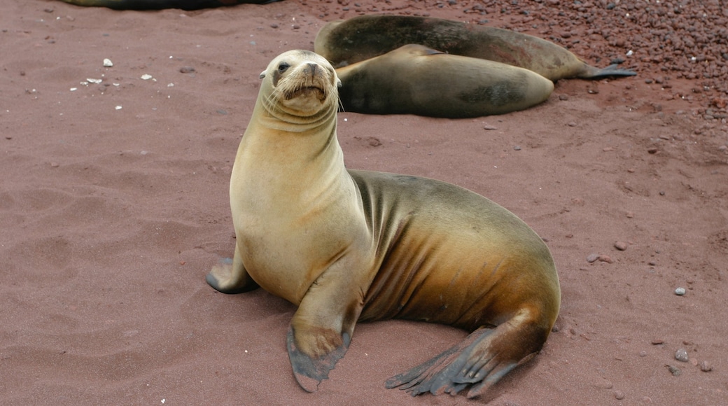 Isla Rábida turismo: Qué visitar en Isla Rábida, Islas Galápagos, 2023 ...