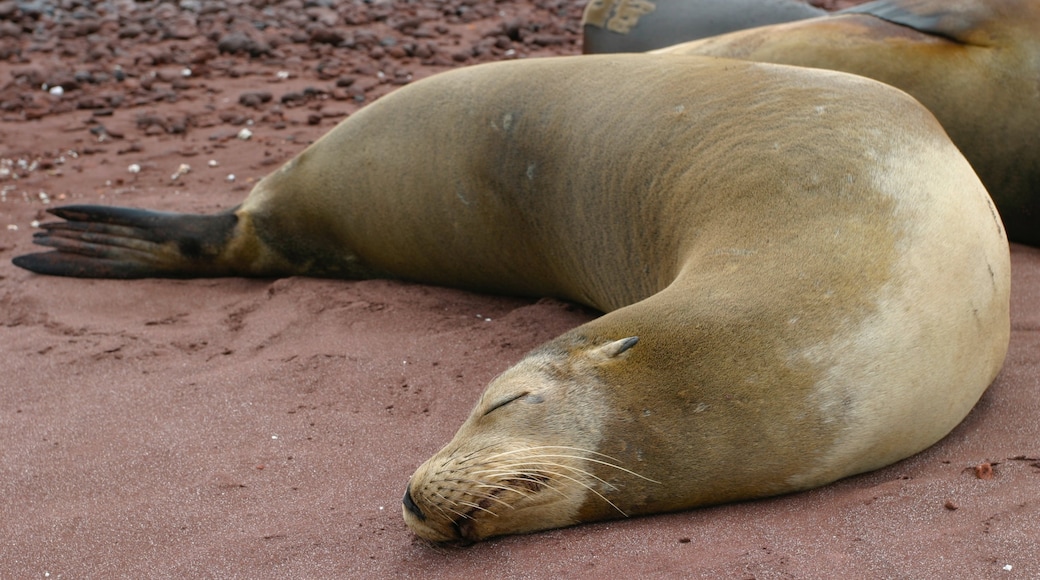 Visitez Île Rábida le meilleur à Île Rábida, Îles Galápagos en 2023