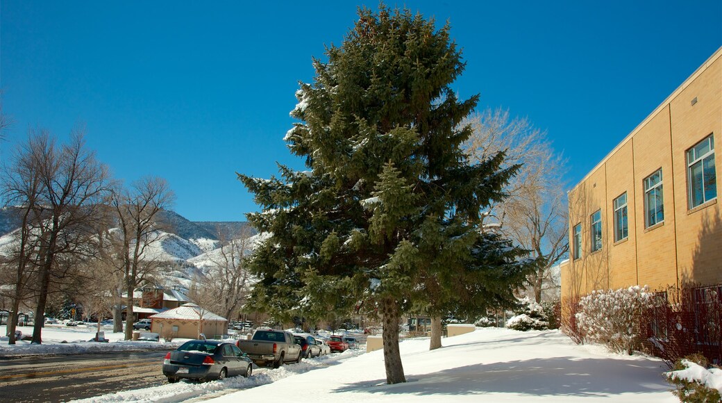 Golden showing snow