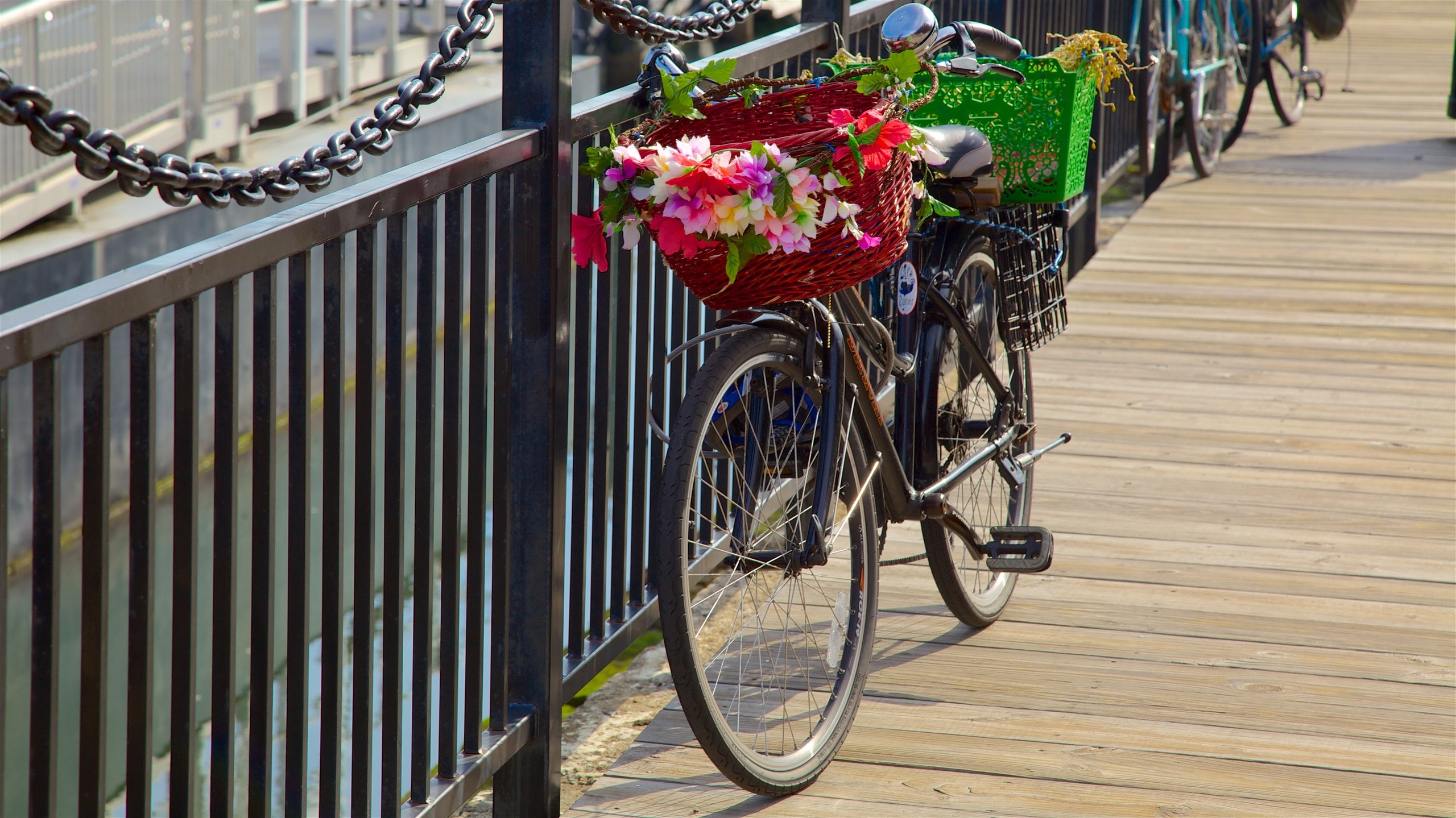 HarborWalk showing flowers