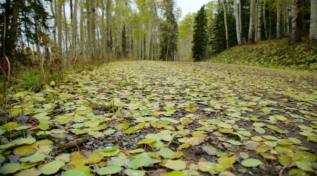 Estación de esquí de Telluride que incluye paisajes forestales