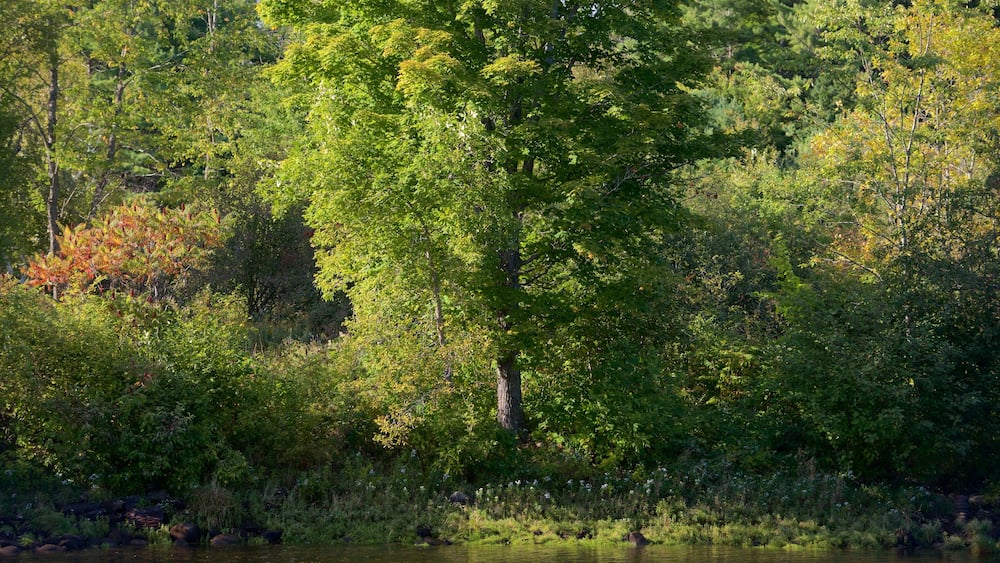 The Forks featuring forests and a river or creek