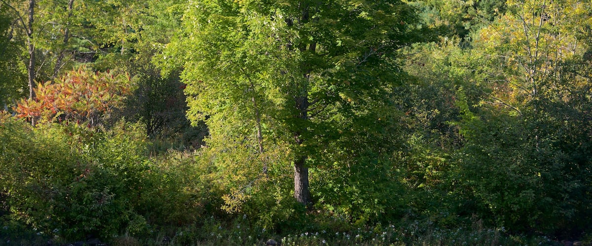 The Forks featuring a river or creek and forests