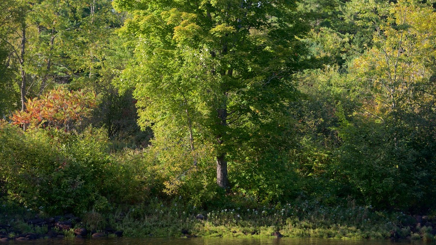 The Forks featuring a river or creek and forests