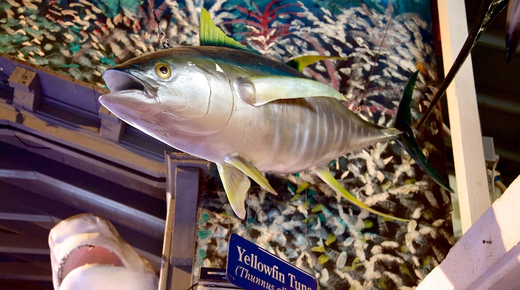 Key West Aquarium showing marine life and interior views