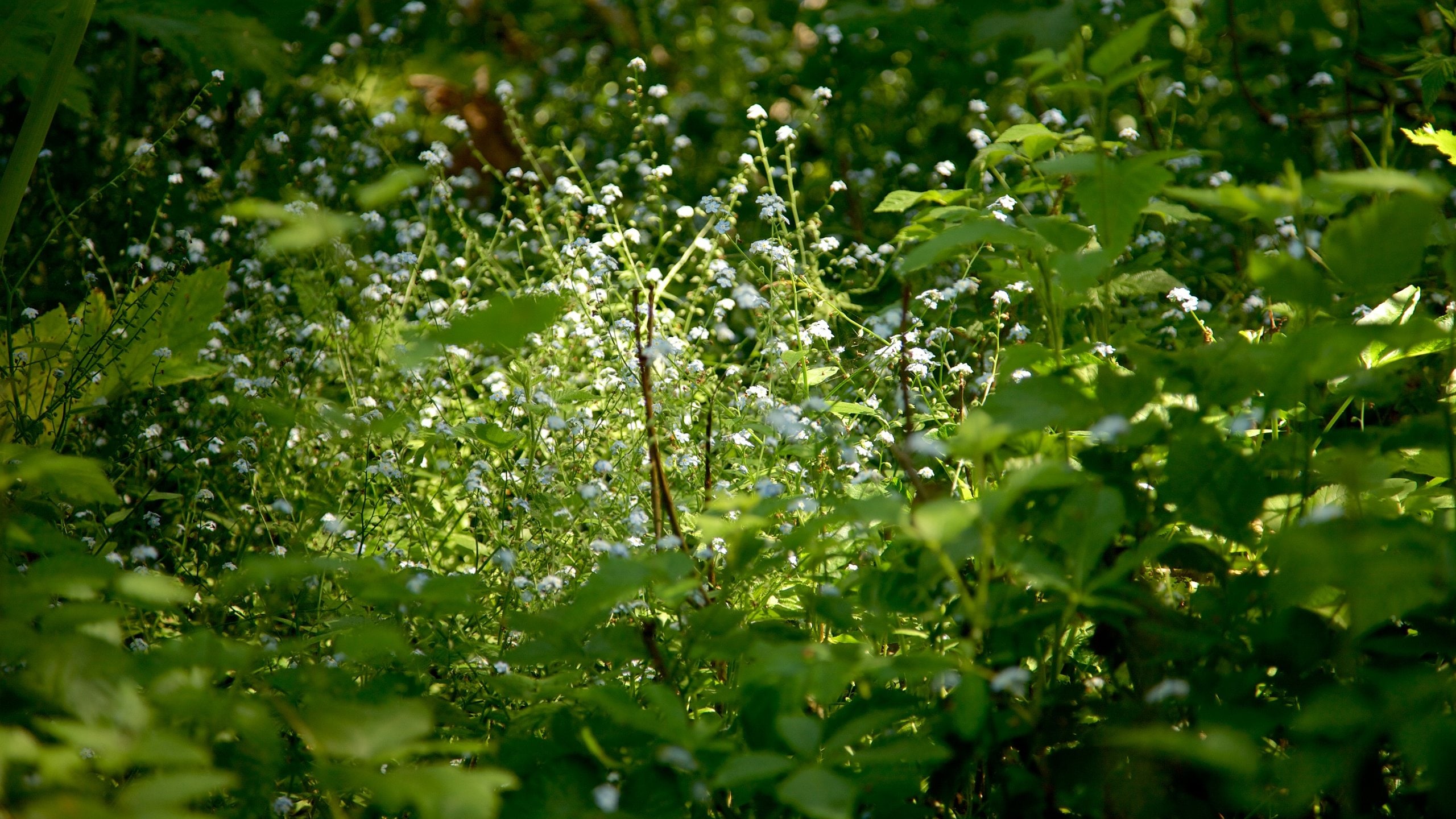 Muir Woods National Monument, US Vacation Rentals cabin rentals & more