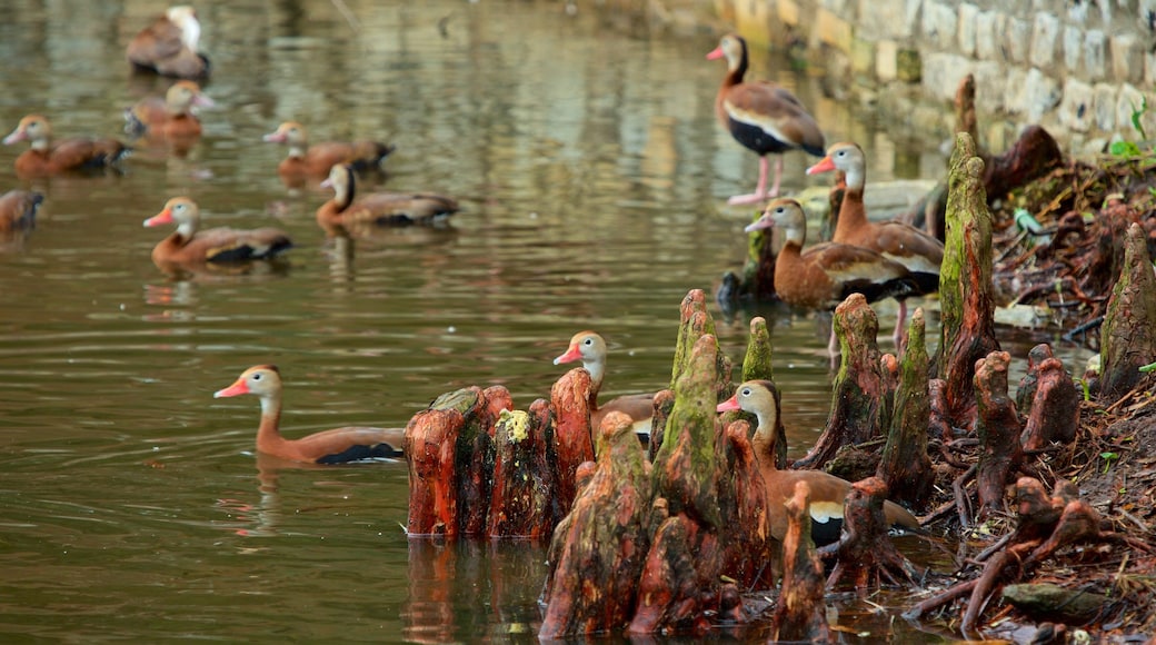 Audubon Park showing bird life and a pond