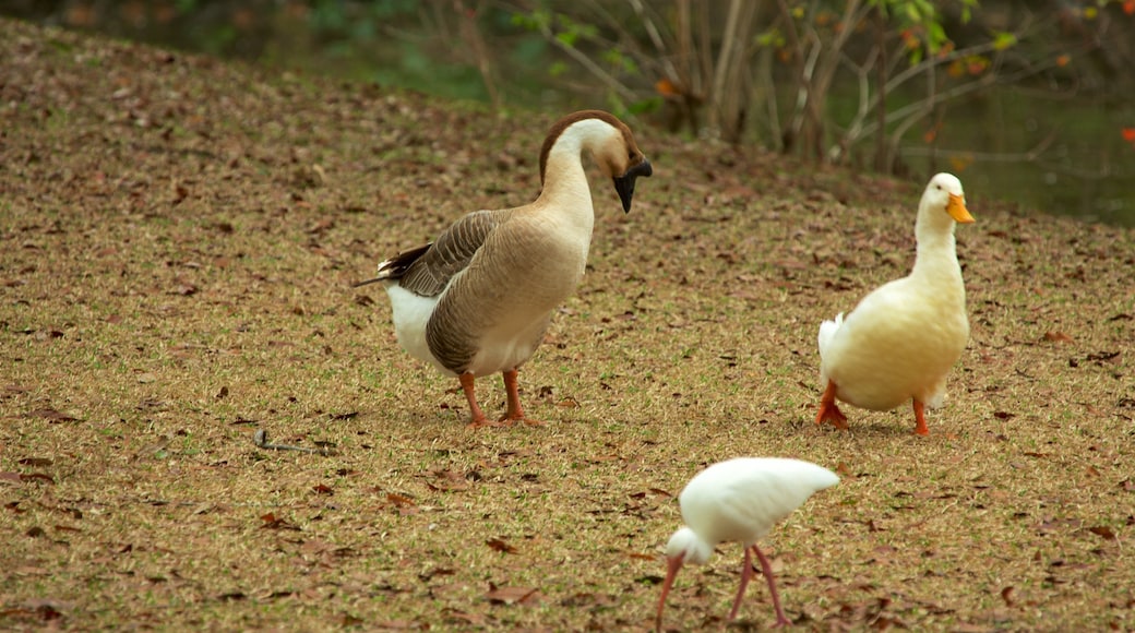 Audubon Park ofreciendo aves