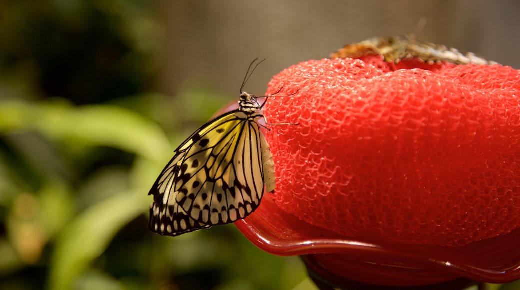 Insektarium Audubon