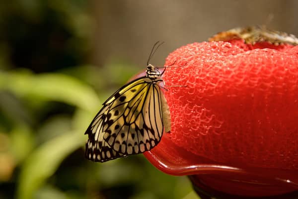 Insectarium Audubon qui includes animaux
