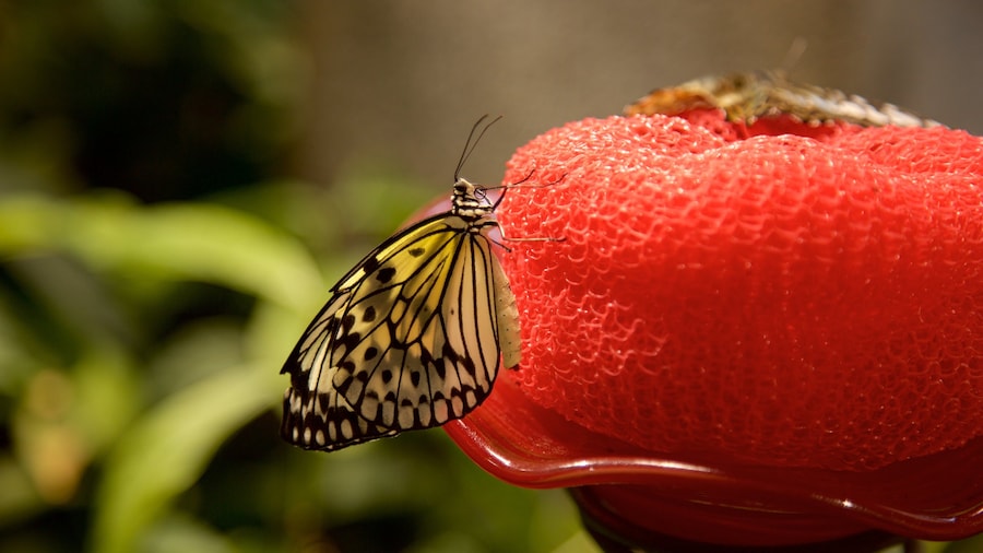 Audubon Insectarium som visar djur