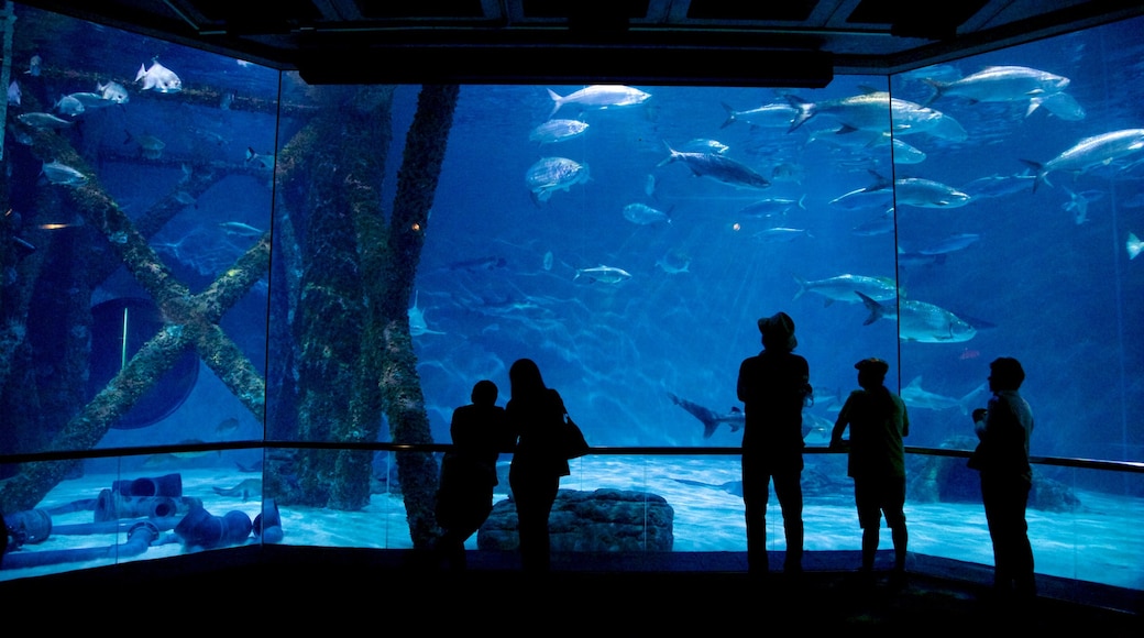 Audubon Aquarium
