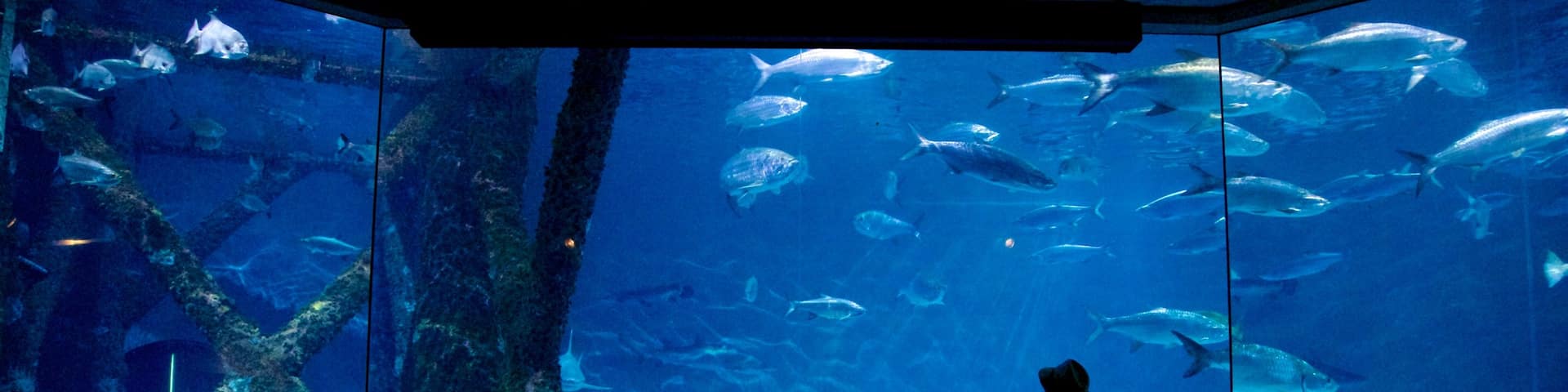 Audubon Aquarium of the Americas showing marine life and interior views as well as a small group of people