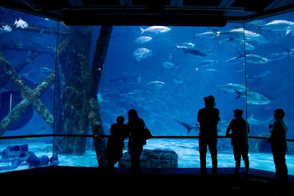 Audubon Aquarium of the Americas qui includes vie marine et vues intérieures aussi bien que petit groupe de personnes