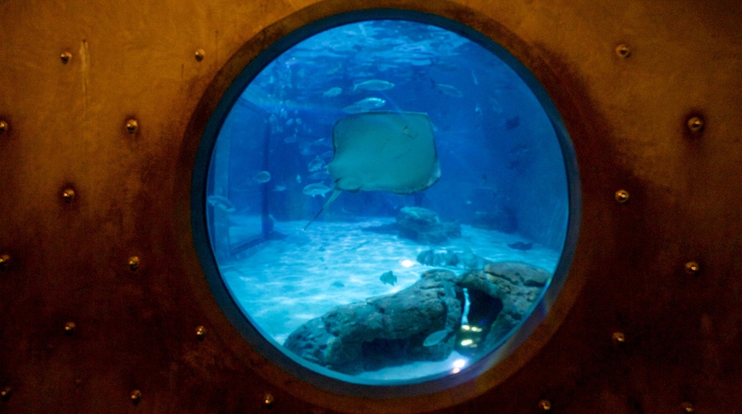 Audubon Aquarium of the Americas showing marine life and interior views