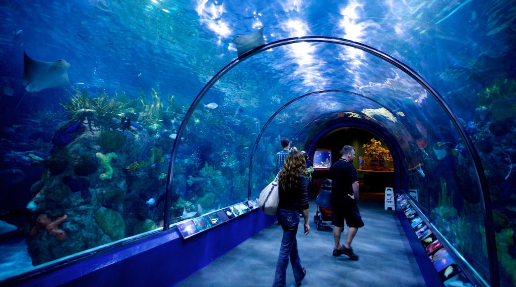 Audubon Aquarium of the Americas showing marine life and interior views as well as a small group of people