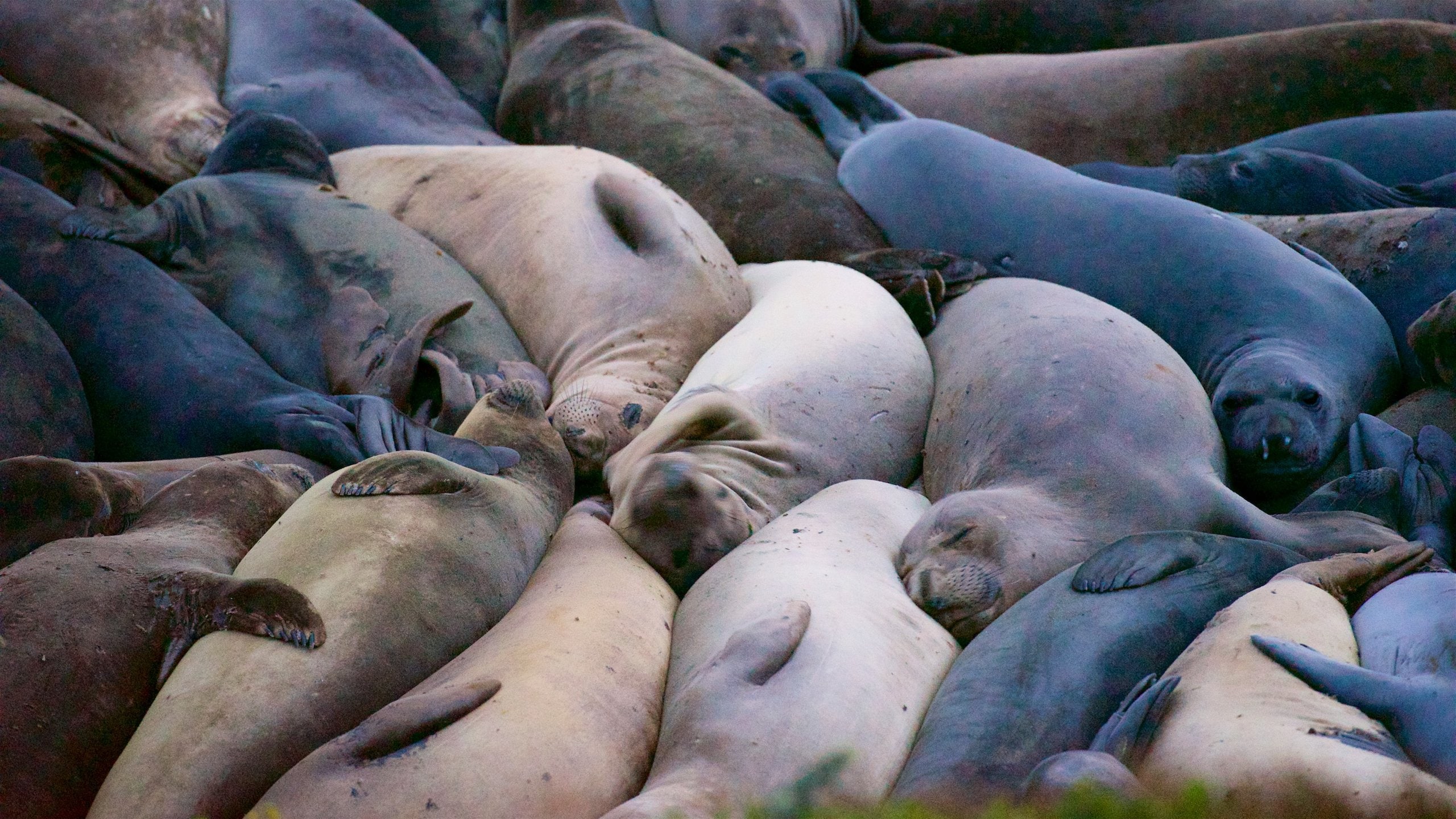 San Simeon which includes marine life